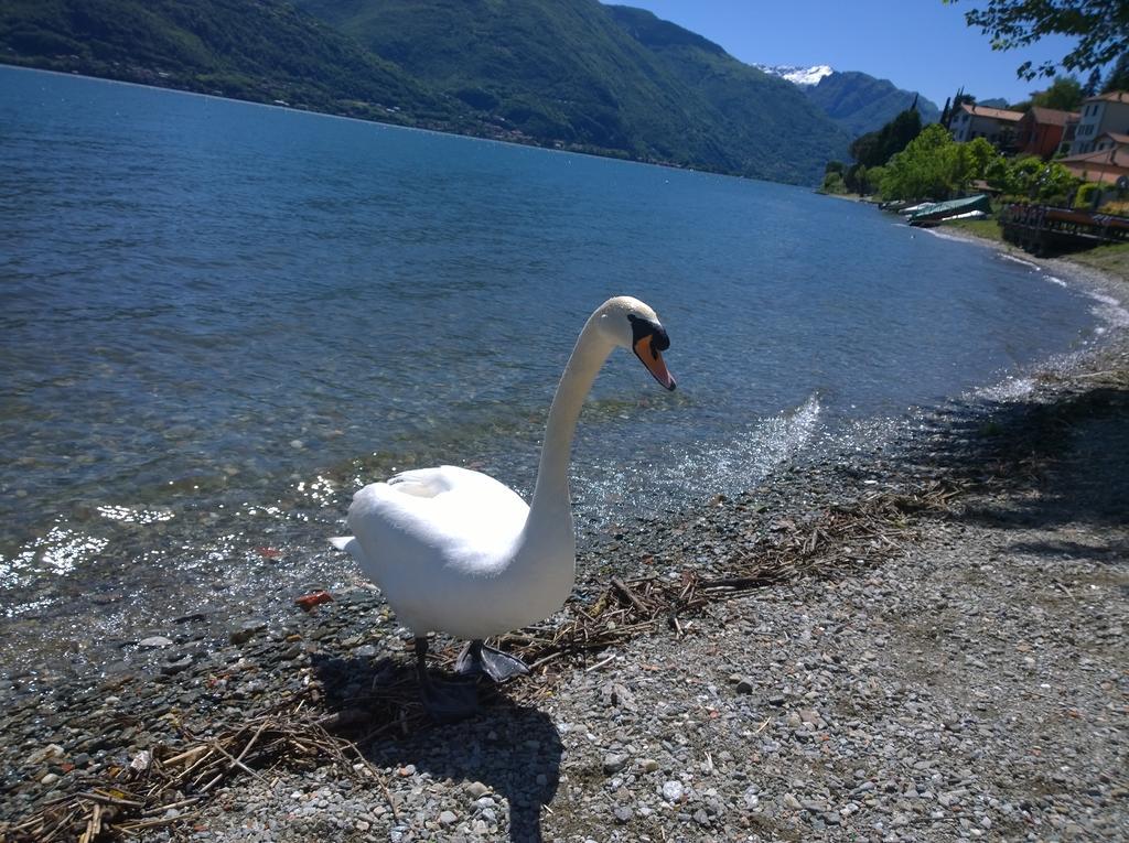 Venanzio! Pianello Del Lario Exterior foto
